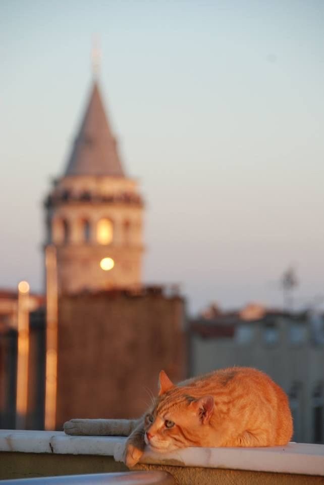A ginger street cat resting on a rooftop ledge with Galata Tower behind